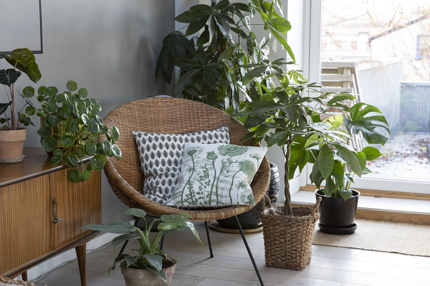 Gr&oslash;nne planter, Strelitzia, Phlebodium, 