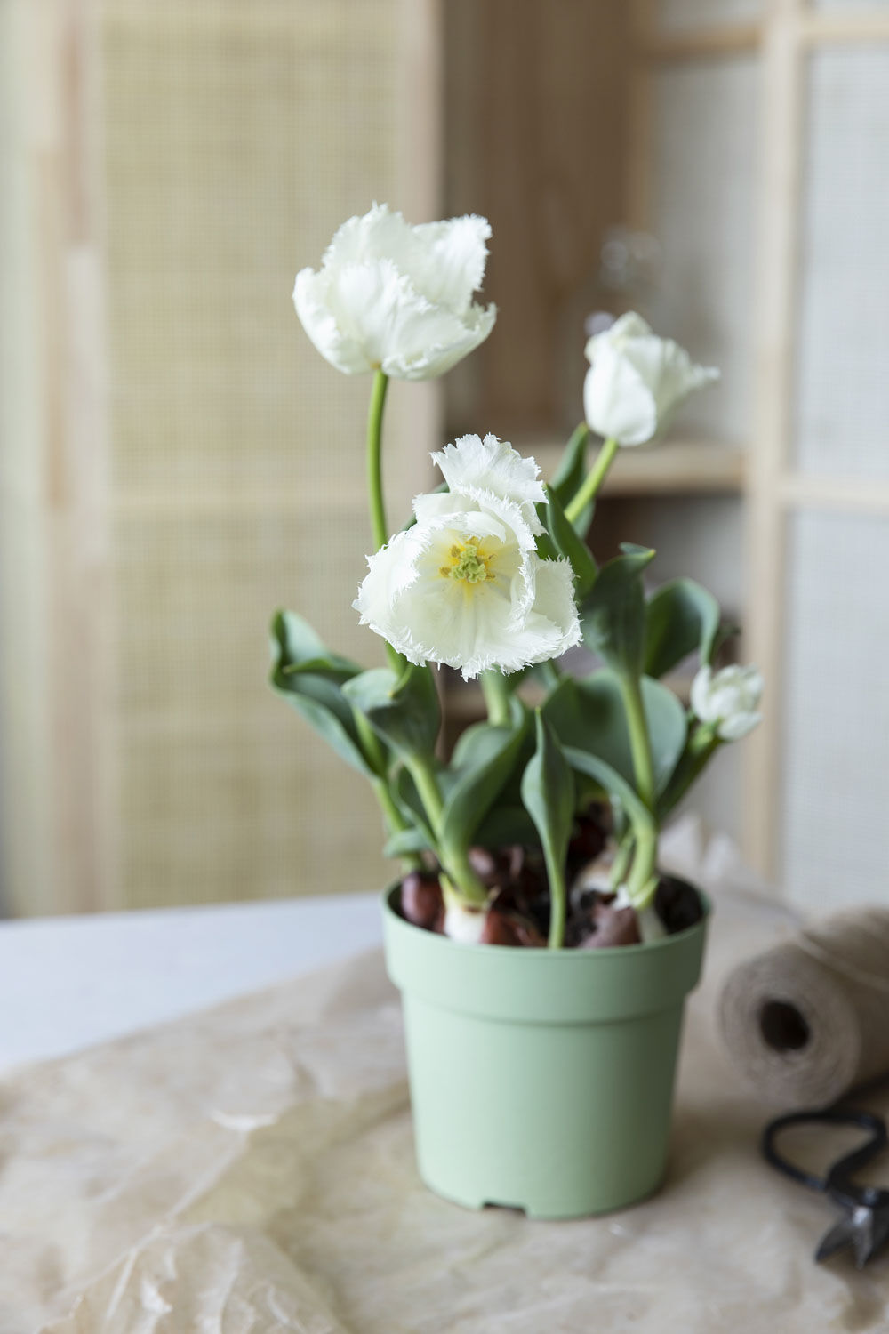 Tulipaner l&oslash;kblomst