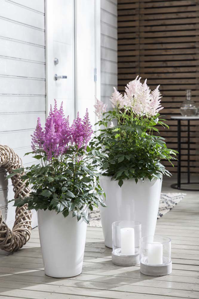 Astilbe i potte