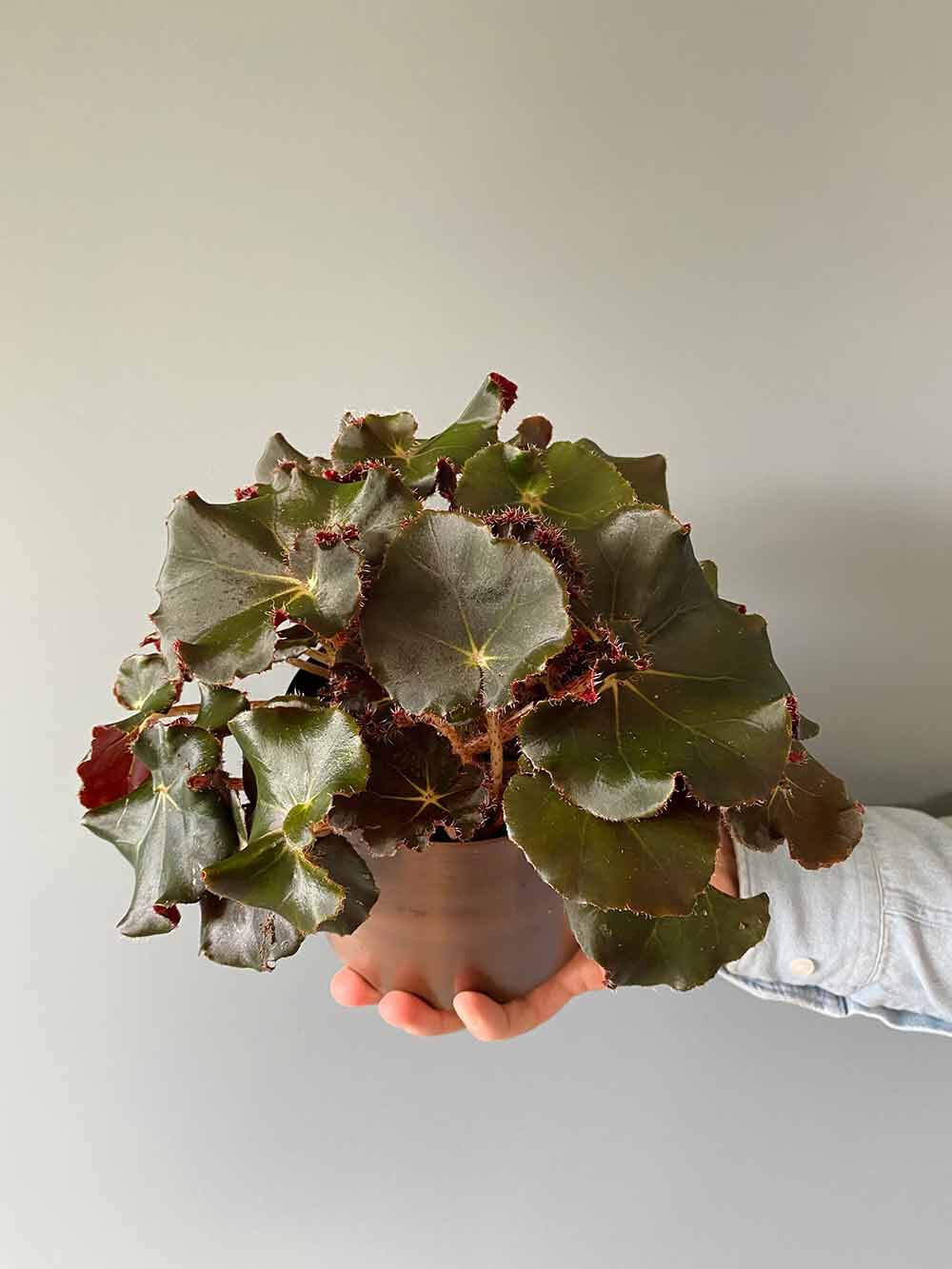 Begonia Rex 'Jungle Black'