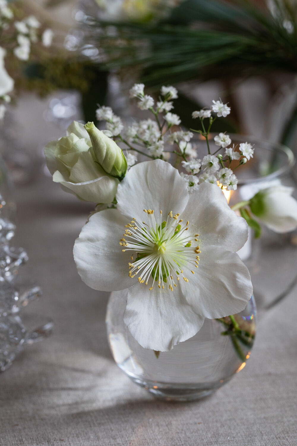 Helleborus julerose i vase