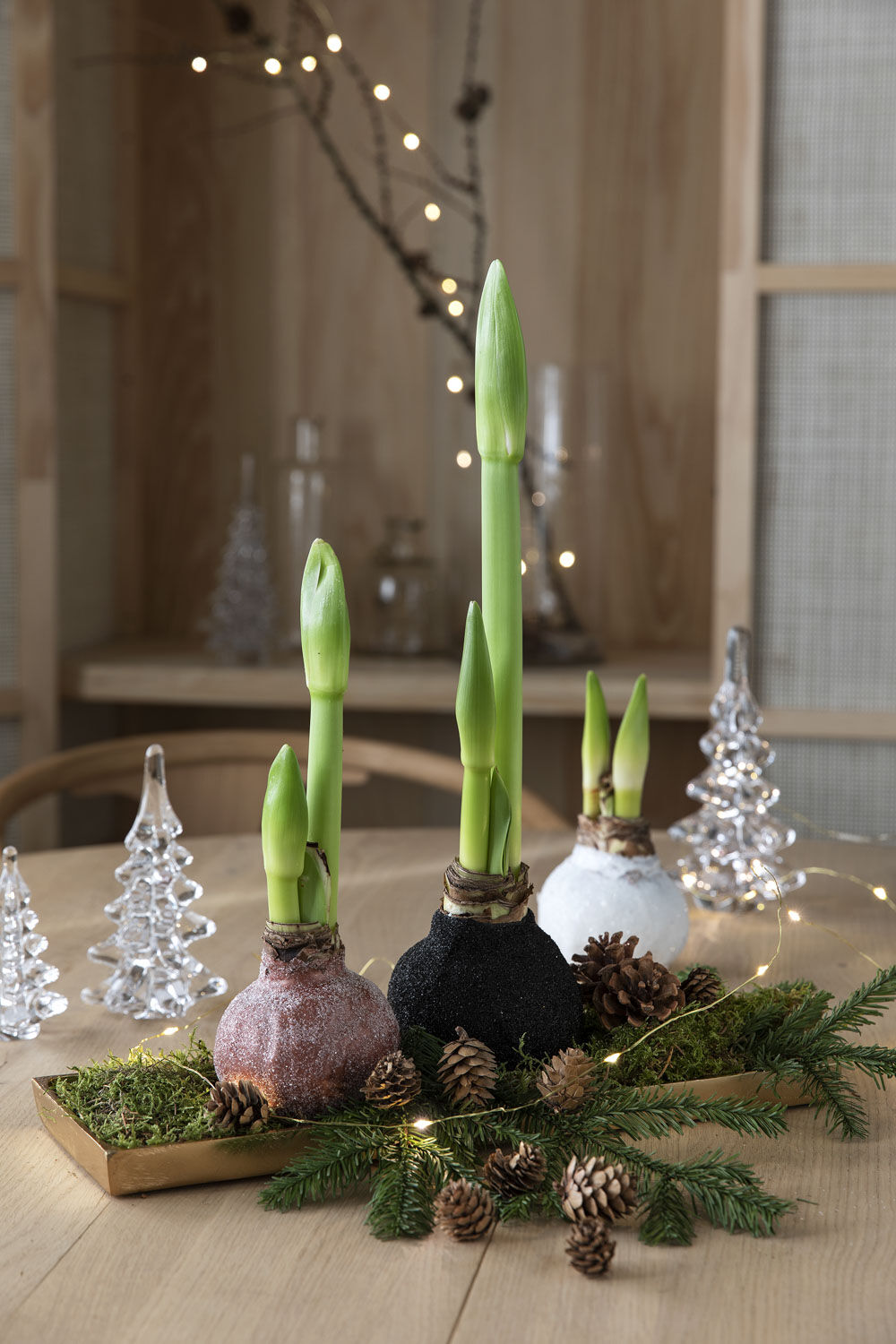 Voksede amaryllis