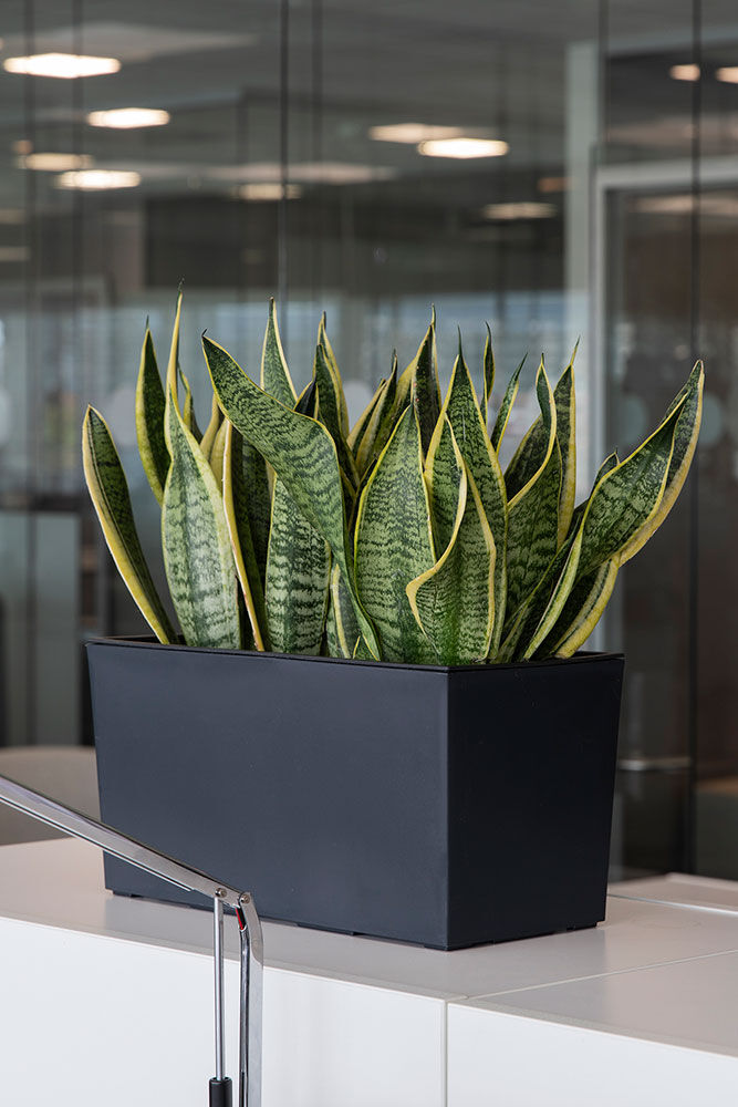 Sansiviera gr&oslash;nne planter