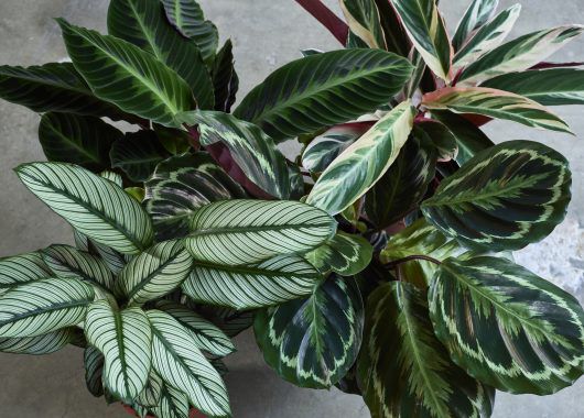 calathea