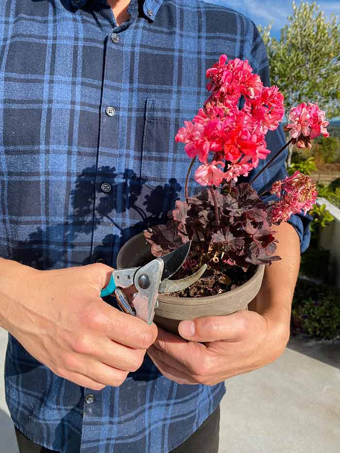 Beskj&aelig;re pelargonia