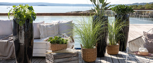 prydgress &ndash; grasi&oslash;st og lettstelt