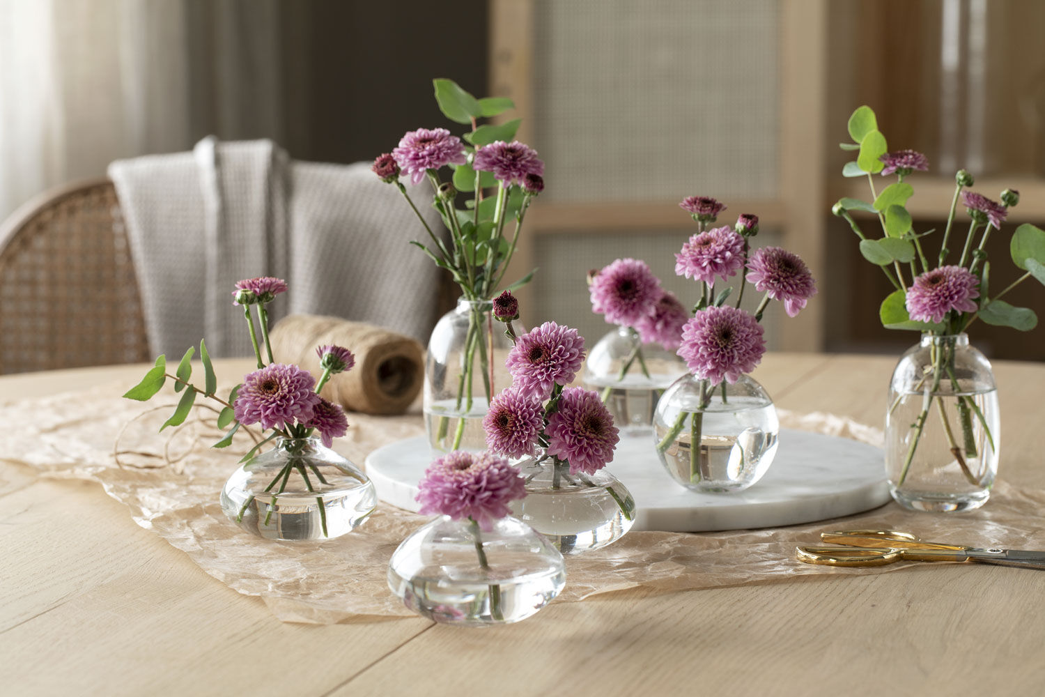 Krysantemum Santini