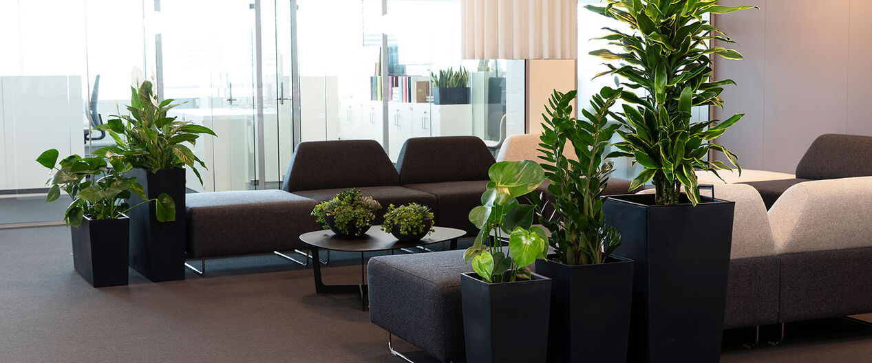 gr&oslash;nne planter p&aring; arbeidsplassen_kontorlandskap