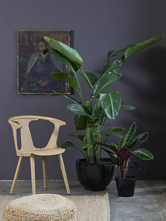 gr&oslash;nne planter i potte_strelitzia