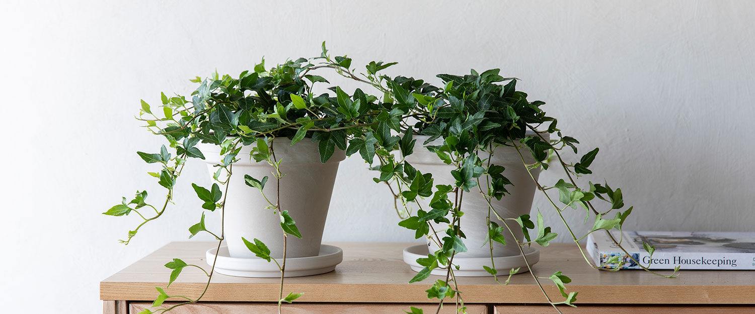 efoy er en popul&aelig;r og lettstelt plante
