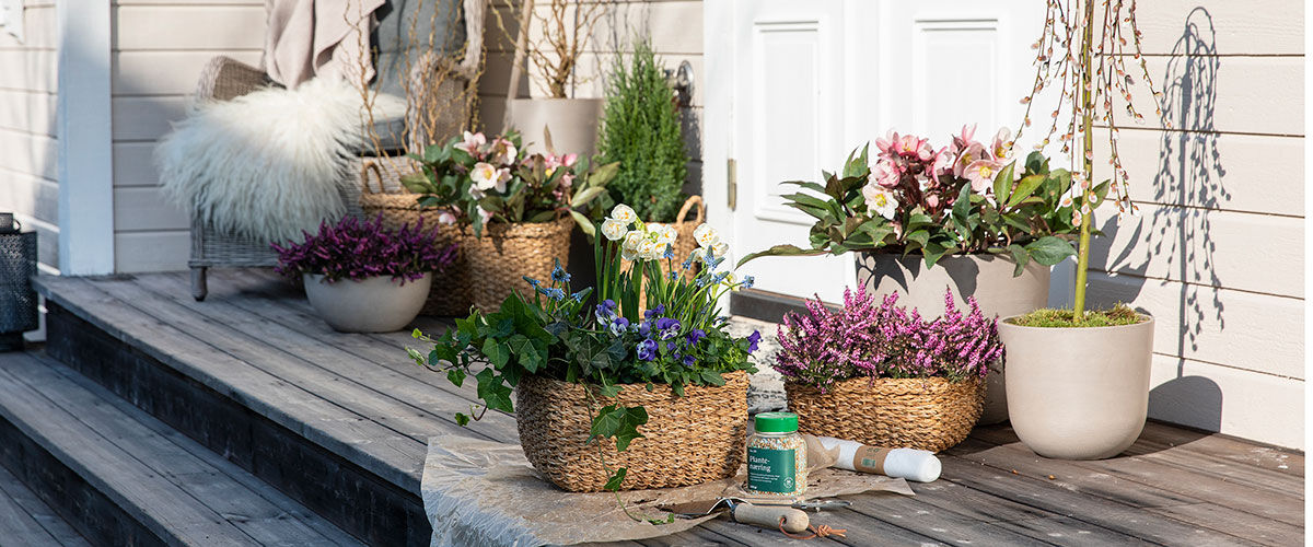 V&aring;rblomster p&aring; trappen