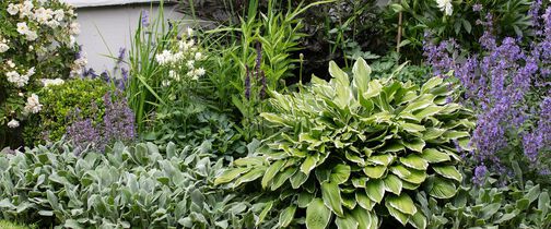 Stell av stauder, prestekrage og coreopsis