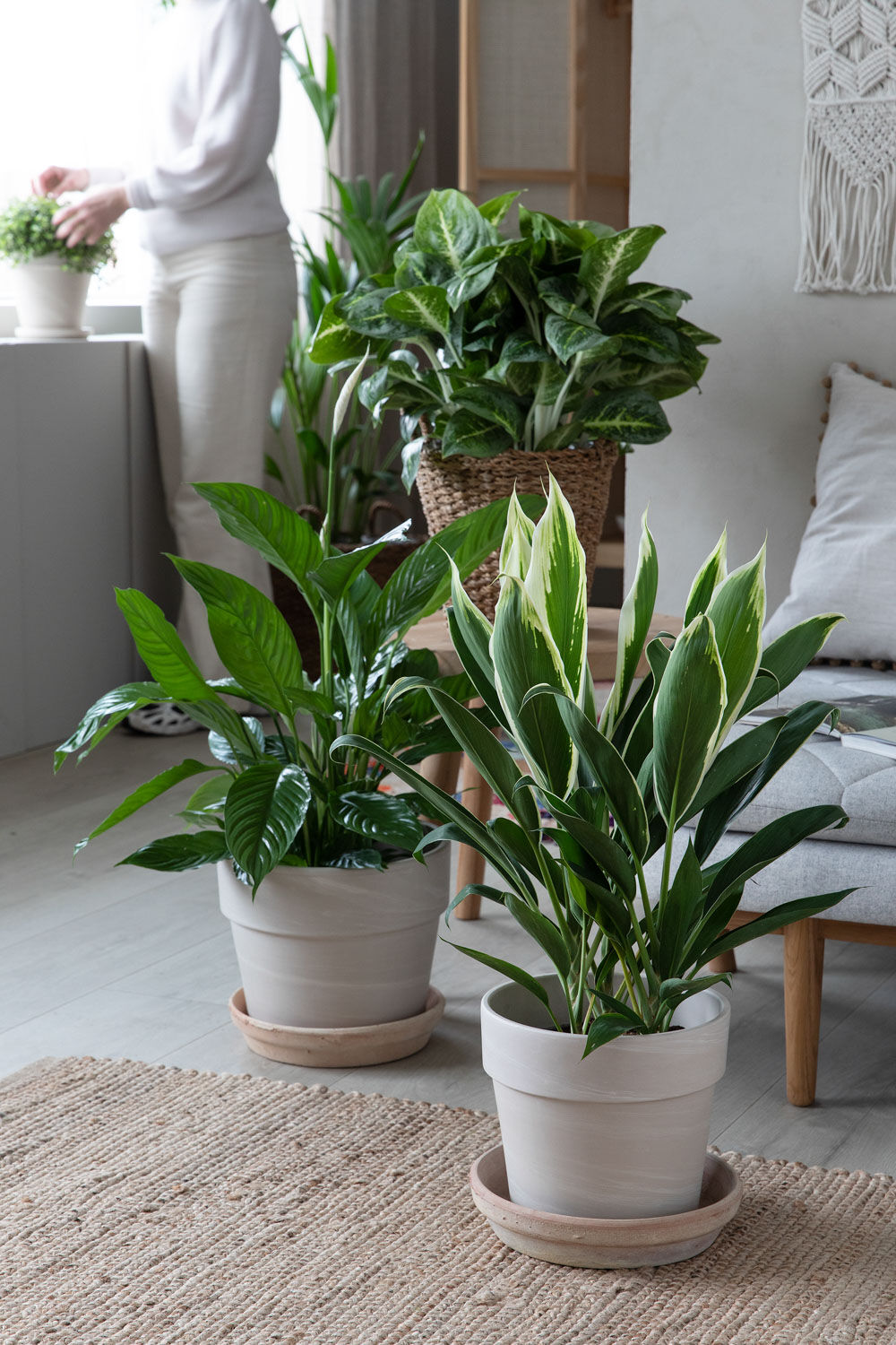 Lettstelte gr&oslash;nne planter