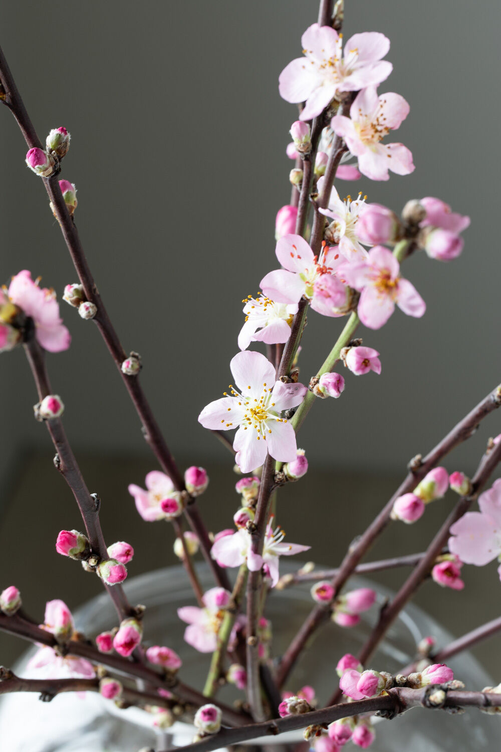 Vakre kirseb&aelig;rblomster