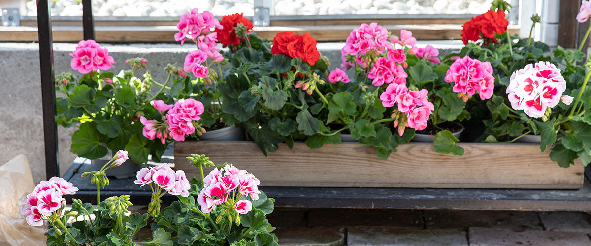 pelargonia
