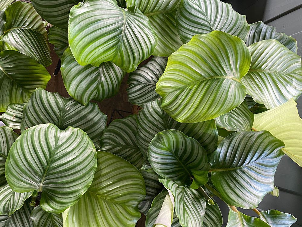 calathea orbifolia