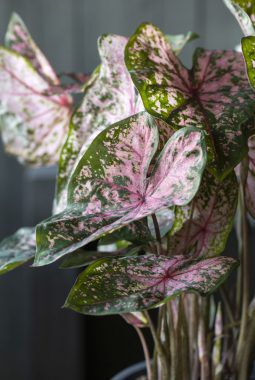 caladium finnes i mange flotte varianter