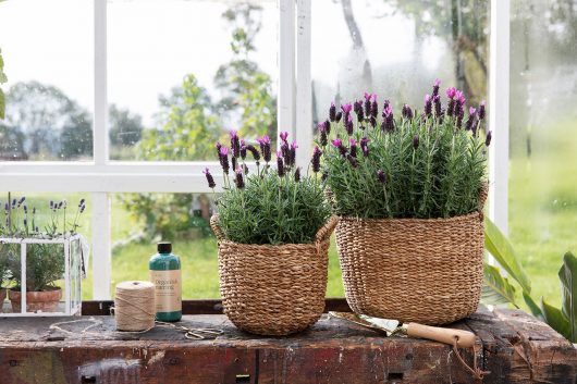 Lavendel 'Butterfly' i kurv 