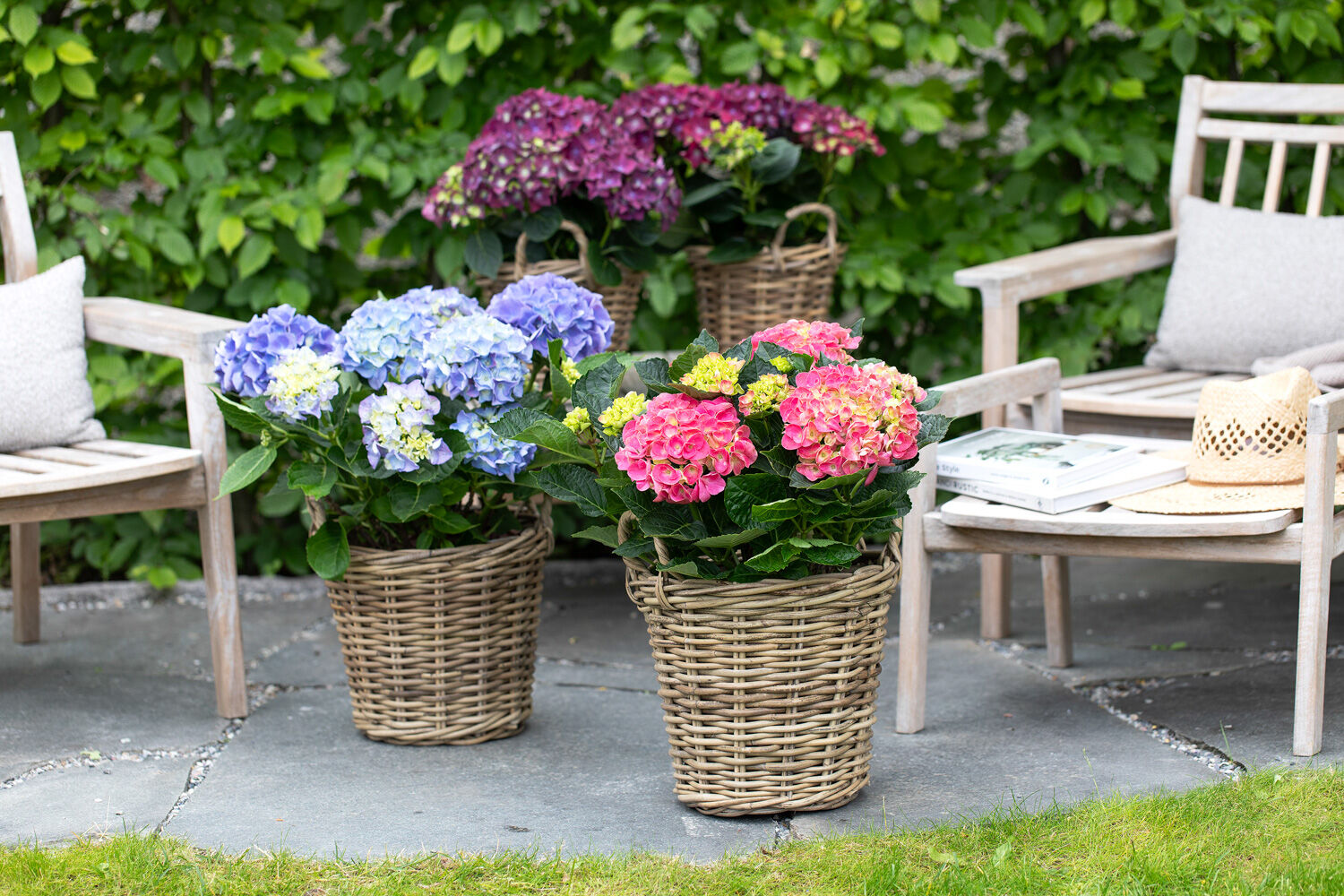 Kurver med hortensia