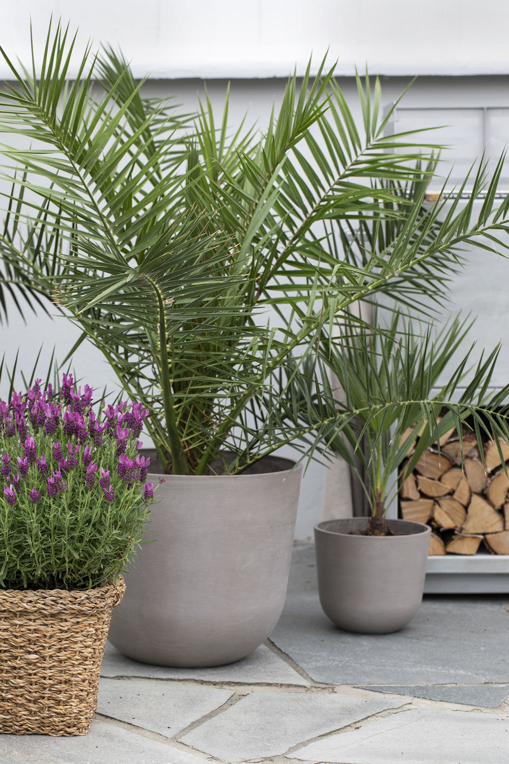 Phoenix terrassepalme