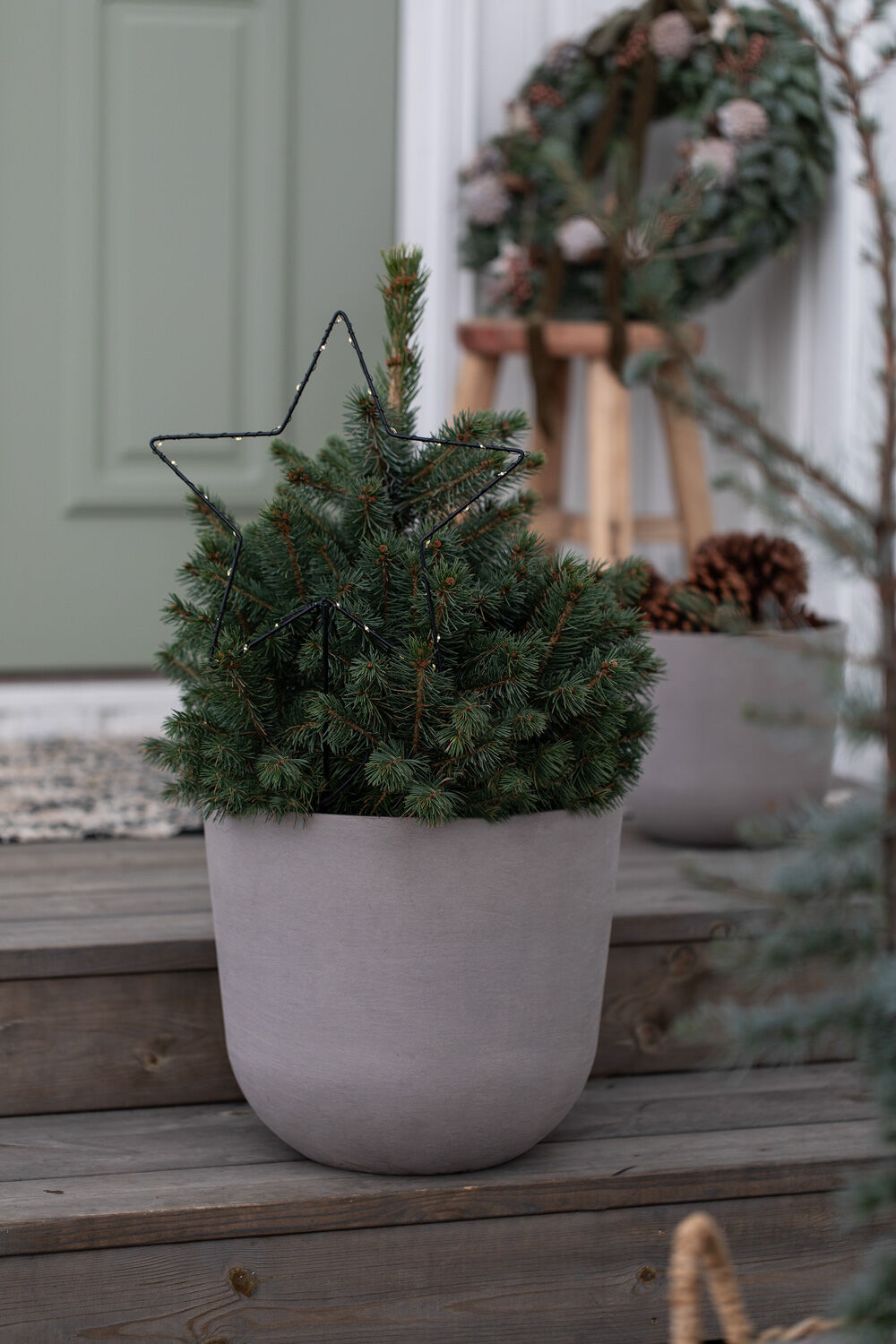 Vintergr&oslash;nne planter