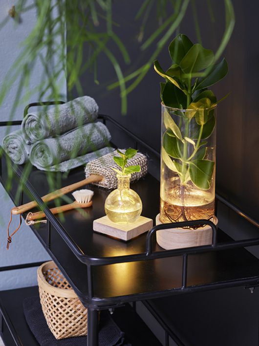 Sansevieria zeylanica p&aring; baderom