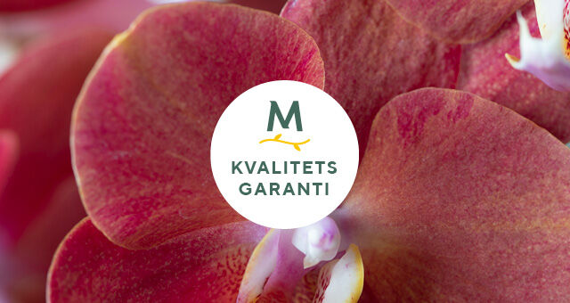 Kvalitetsgaranti orkide
