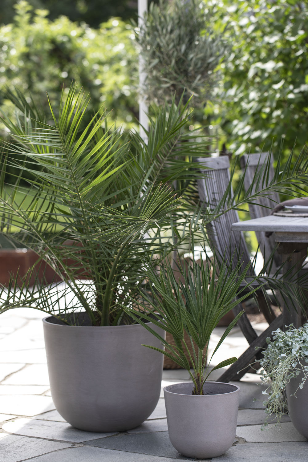 Terrassepalme i Ecopots