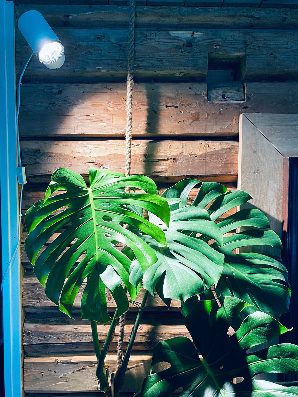 Plantelys vekstlys monstera