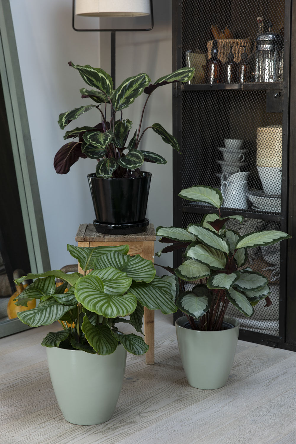 Gr&oslash;nne planter