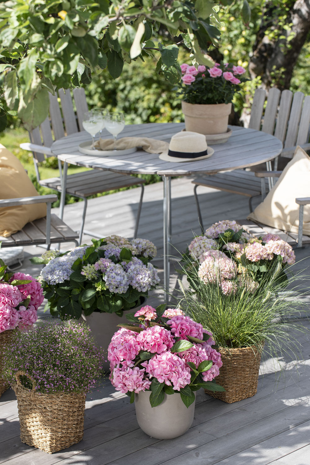 Hagehortensia