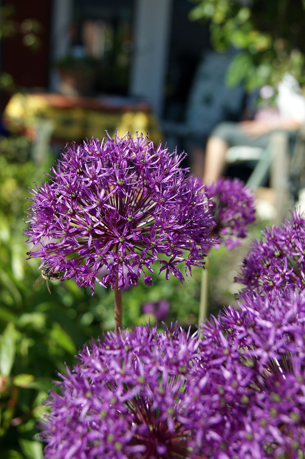 lilla allium