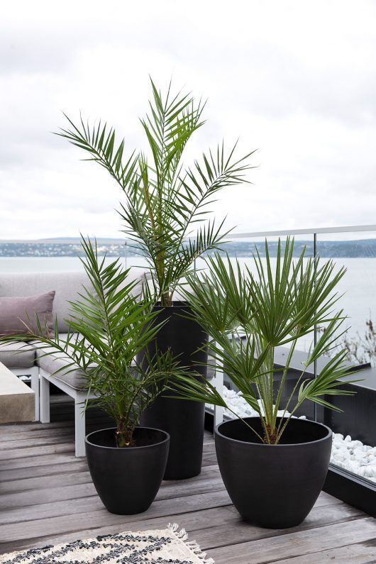 terrassepalmer gir en trendy og lettstelt terrasse