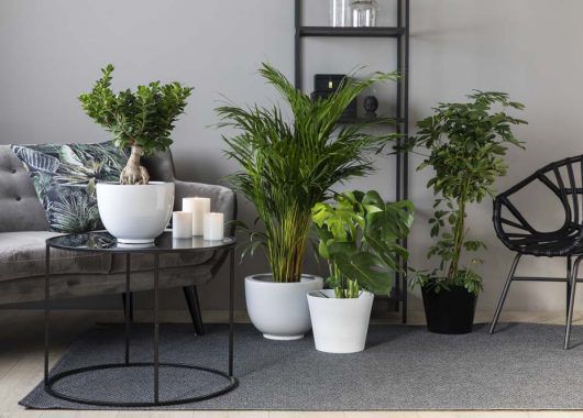 gr&oslash;nne planter i mij&oslash;