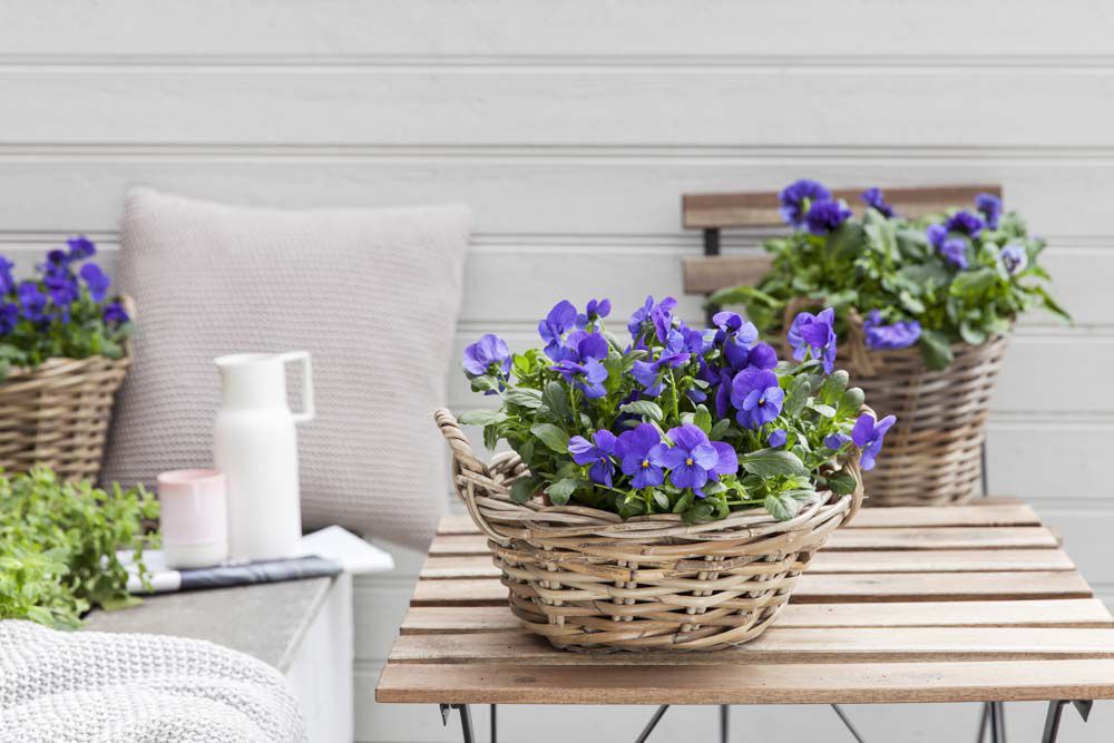 Viola stemorsblomst