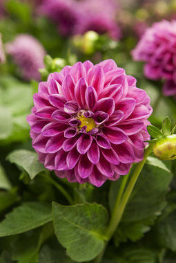 Georginer Dahlia
