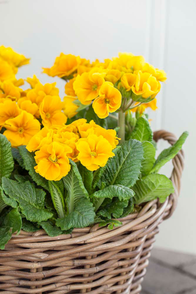 Gul primula