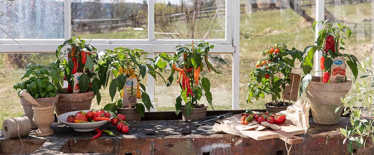 S&aring; enkelt dyrker du tomater og chili