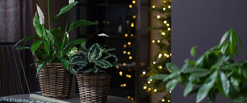 Fredslilje og calathea er fine julegaver