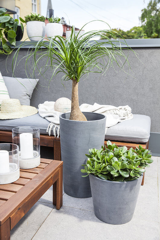 balkong med sukkulenter og gr&oslash;nne planter