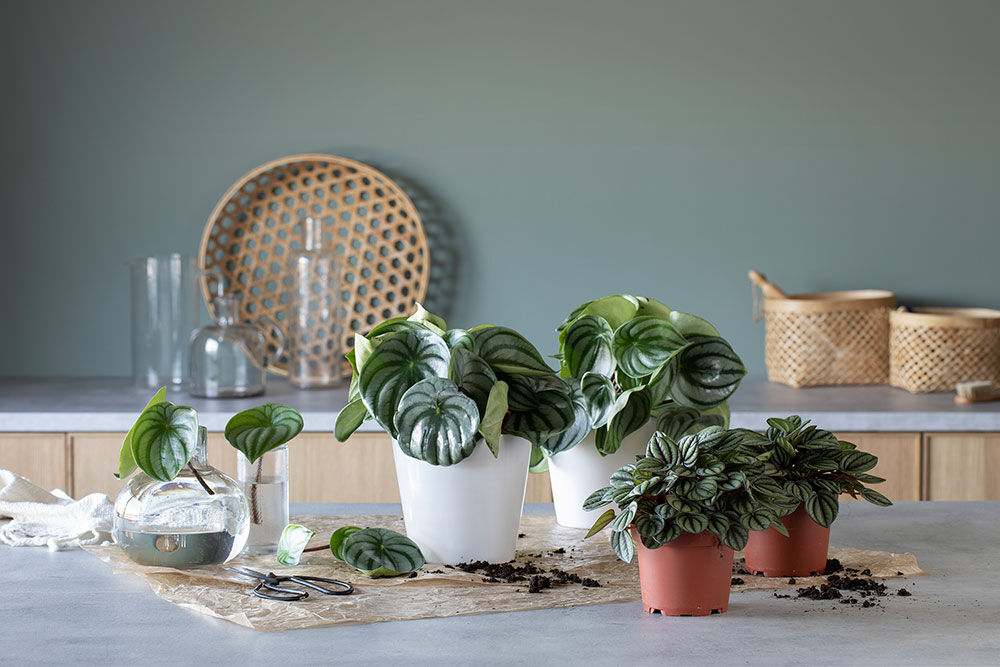 Peperomia
