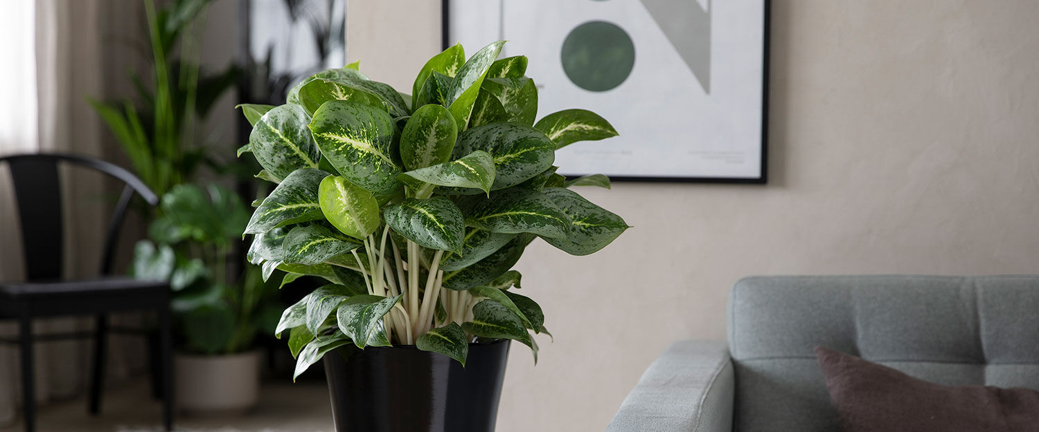 Aglaonema sj&oslash;mannstr&oslash;st