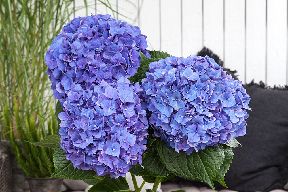 Bl&aring; hortensia