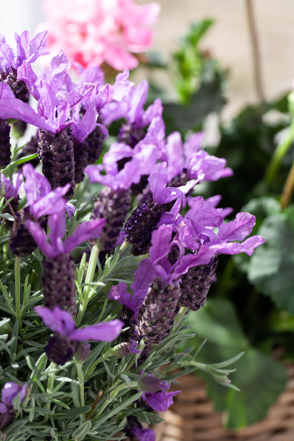 Lavendel 'Butterfly'
