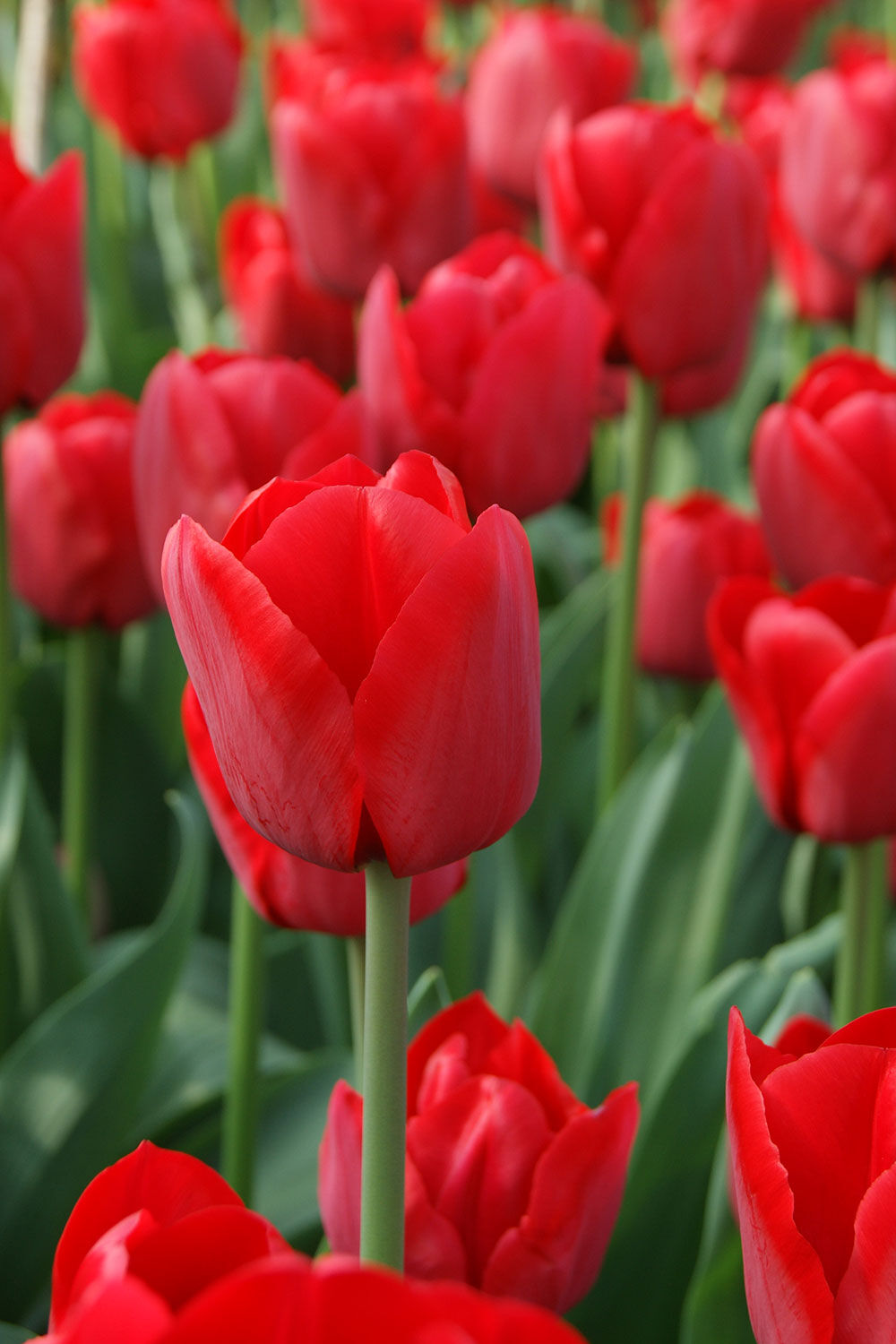r&oslash;de tulipaner