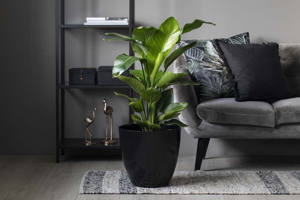 Strelitzia nicolai