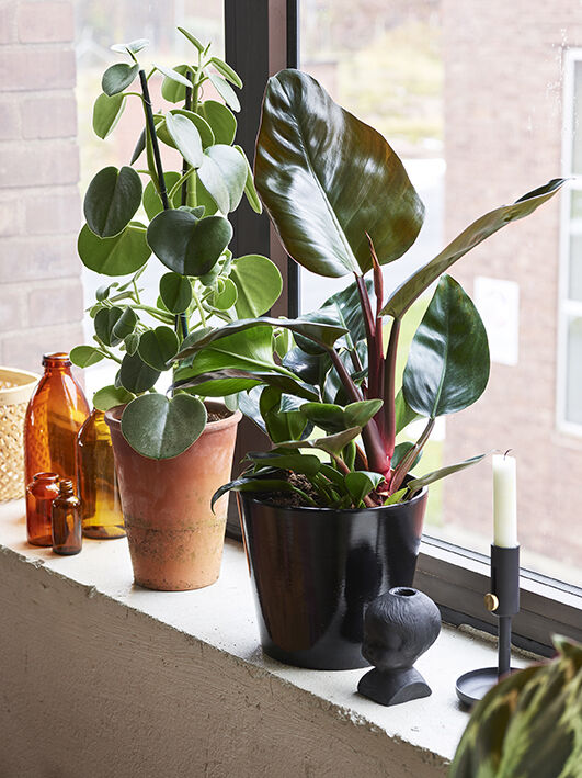 Gr&oslash;nne planter