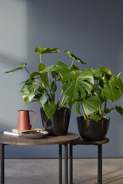 Monstera