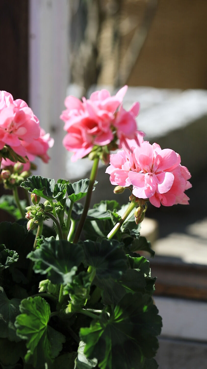 Rosa Pelargonia zonale