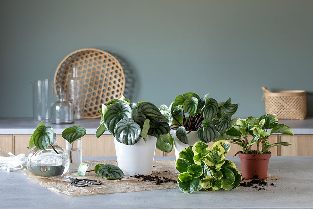 Peperomia